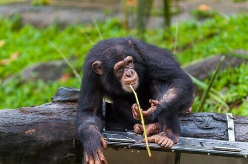 chimpansee met een stok in zijn mond