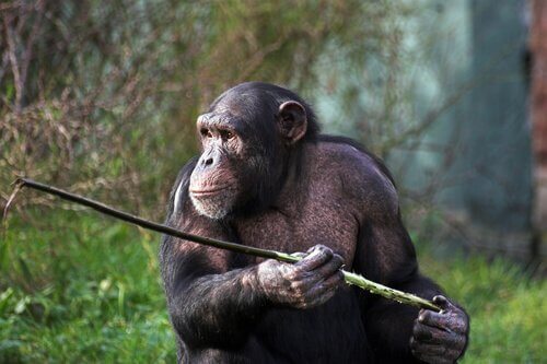 Chimpansees in Fongoli met hun speren