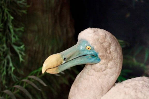 Beeld van een dodo