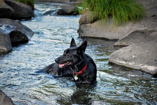 Kan ik mijn hond in de rivier laten spelen?