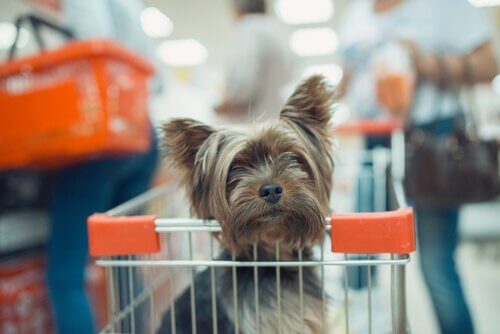 Kun je je huisdier meenemen tijdens het winkelen?