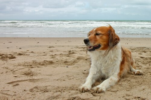 hond vies van het zand