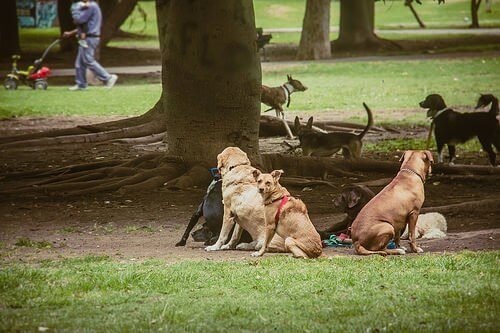 meerdere honden samen in het park