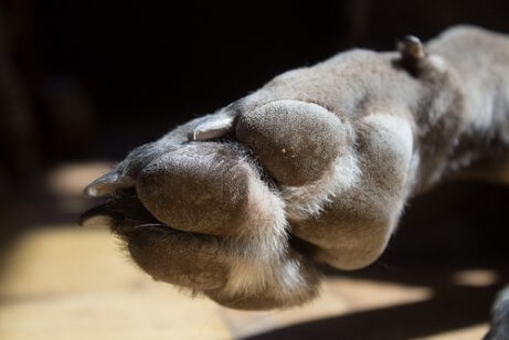 De poot met hubertusklauw van een mastiff