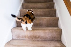 Waarom rent mijn kat als een gek door het huis?