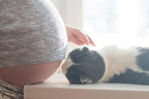 Mythen over katten en zwangerschap
