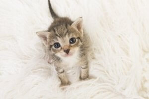 Voor een kitten zorgen: wat je moet weten