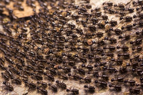 Een leger mieren
