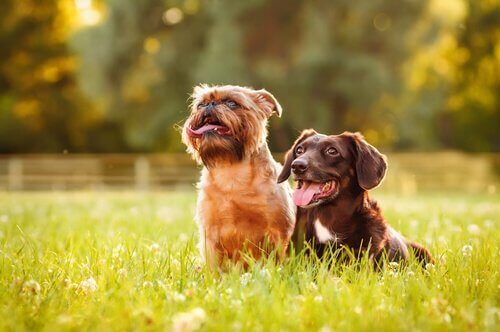 Twee kleine hondjes in het gras