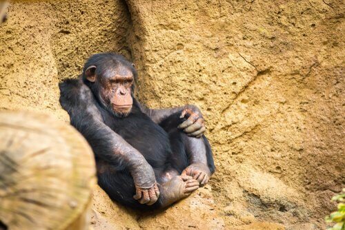 chimpansee zit tegen een rots aan