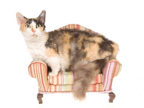 Skookum kat op een stoel