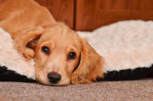 Braken bij een hond: waarschuwingen en behandeling