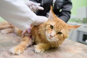 Ziekten die overgedragen worden door katten