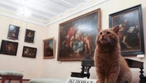 Een kat die een museumbeheerder werd