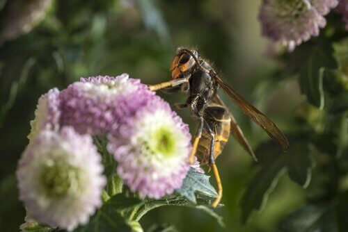 Aziatische hoornaar op een bloem