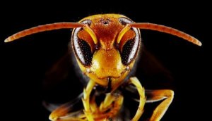 Ontmoet de Aziatische hoornaar, een gevaarlijke wesp