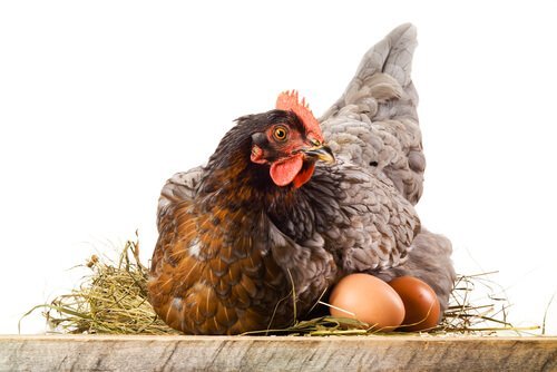 Kip zittend op haar eieren