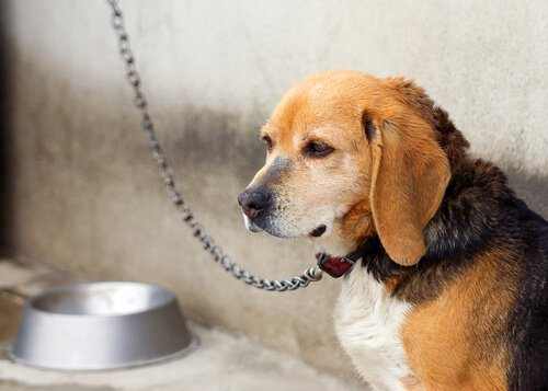 Vastgeketende hond die droevig kijkt
