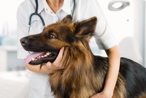 Huidaandoeningen bij honden