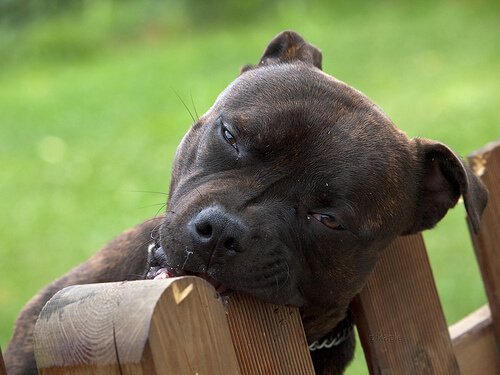 Hond kauwt op houten hek