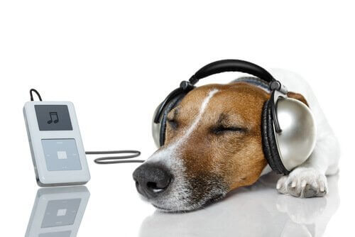Hond die naar een iPod luistert