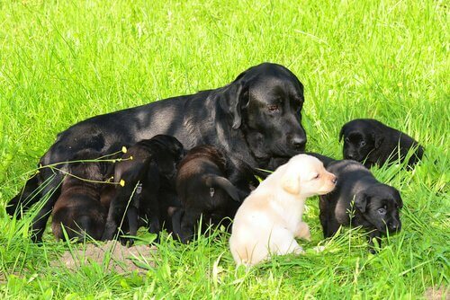 Moederhond met haar puppy's