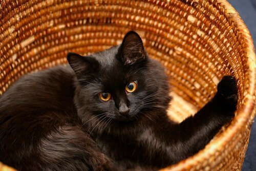 zwarte kat in een rieten mand