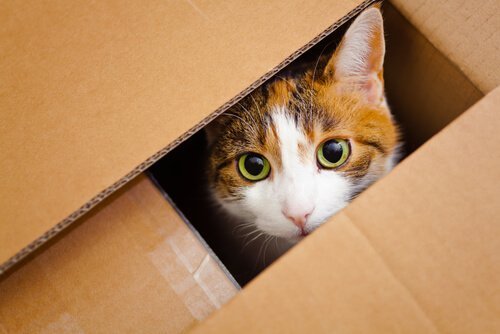 Kat die uit een kartonnen doos kijkt