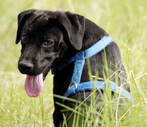 Alles wat je moet weten over hondentuigen