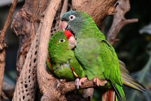 papegaaien aan het knuffelen
