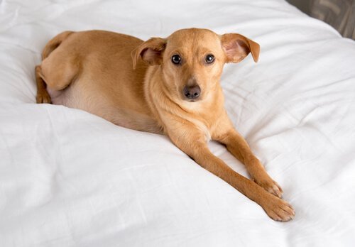   Hond van gemengde rassen die op een bed ligt