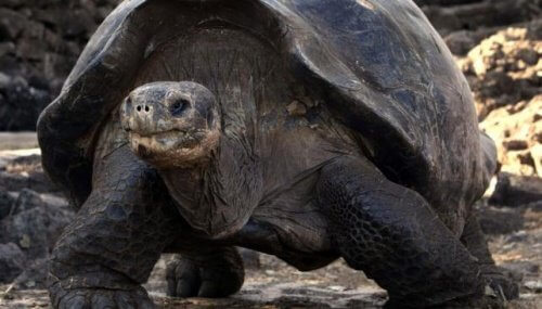 Galápagos schildpad lopend