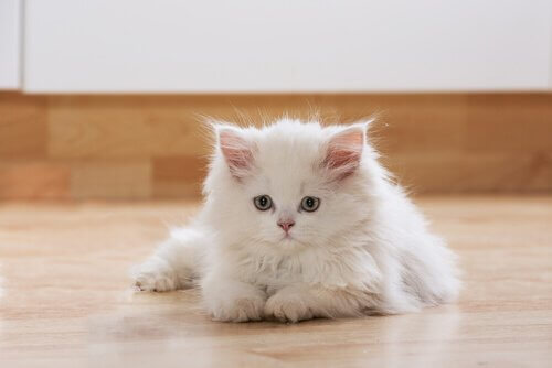 Witte kat ligt op de vloer