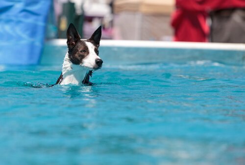 Een hond zwemmend in een zwembad