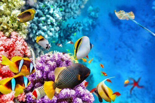 De fauna van het Great Barrier Reef in Oceanië