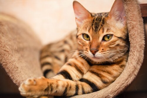 Een cyperse kat ligt in een hangmat