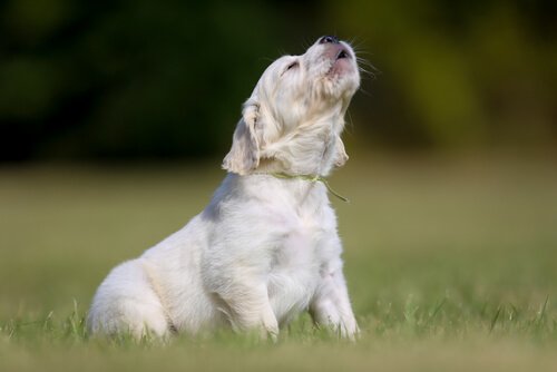 Een witte hond die jankend in het gras zit