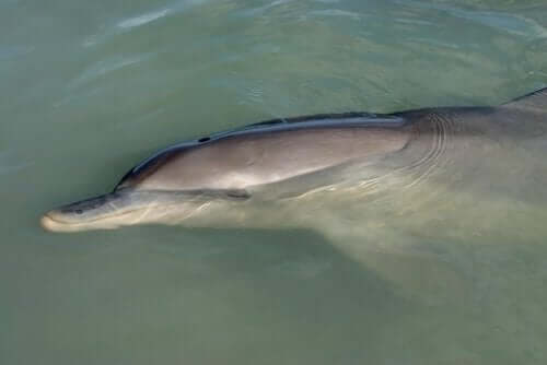 Een dolfijn die in het water slaapt