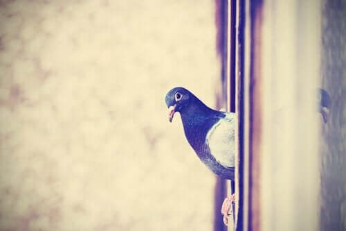 Een duif die op een raam zit