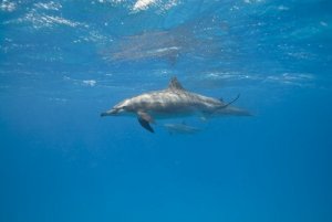 Hoe slapen dolfijnen? Een bijzonder verhaal