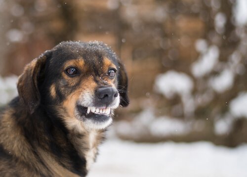 hond met ontblote tanden