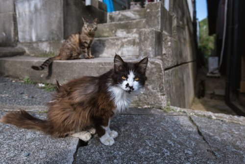 Lokale bewoners van katteneilanden poseren voor een foto