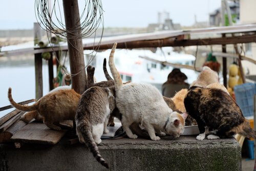 Veel katten die samen eten