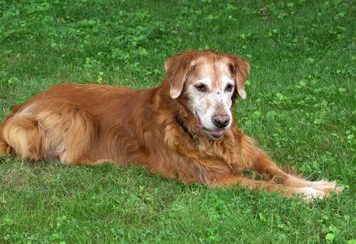 Een oudere hond ligt in het gras
