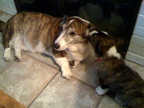 Een oudere hond wordt gelikt door een jongere hond