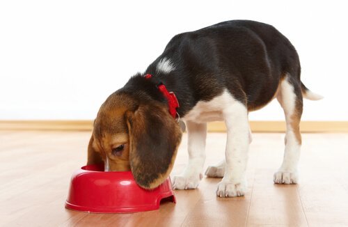 pup eet uit een rode voerbak
