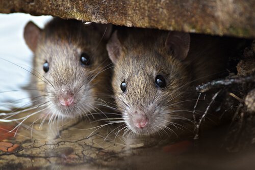 Ratten in een holletje