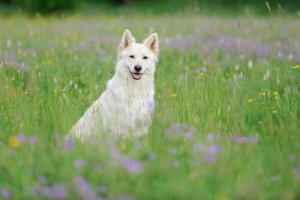 De Zwitserse witte herder: een mooie en slimme hond