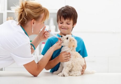 Een dierenarts die medicijnen geeft aan een hond