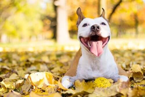 Een gelukkige hond speelt in de bladeren